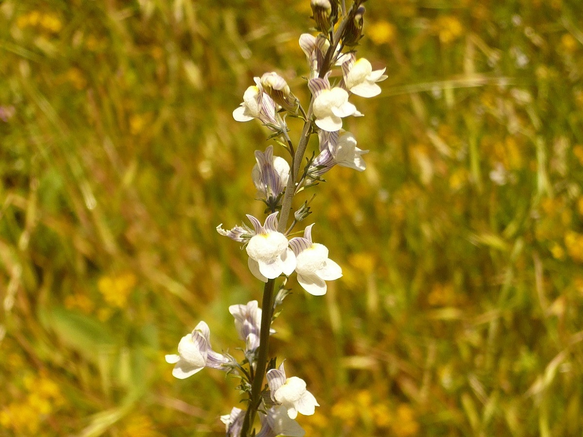 Linaria repens (Plantaginaceae)